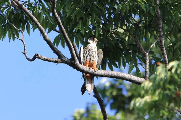 Hobby Eurasiano Falco Subbuteo Japão — Fotografia de Stock
