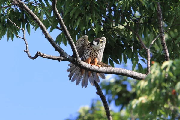 Pasatiempo Eurasiático Falco Subbuteo Japón —  Fotos de Stock