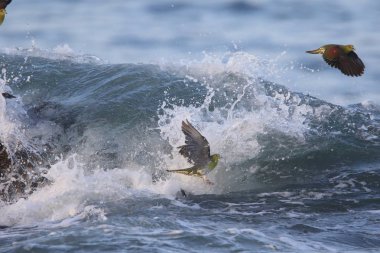 Ak karınlı yeşil-güvercin (Treron sieboldii) sürüler içinde Japonya