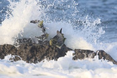 Ak karınlı yeşil-güvercin (Treron sieboldii) sürüler içinde Japonya