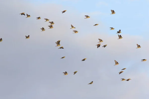 White Bellied Green Pigeon Treron Sieboldii Flocks Japan — Stock Photo, Image