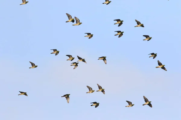 White Bellied Green Pigeon Treron Sieboldii Flocks Japan — Stock Photo, Image