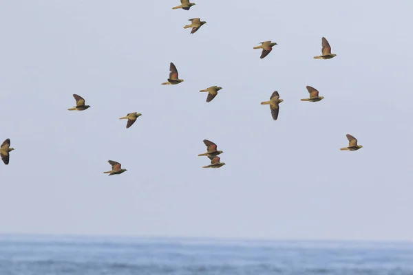 White Bellied Green Pigeon Treron Sieboldii Flocks Japan — Stock Photo, Image