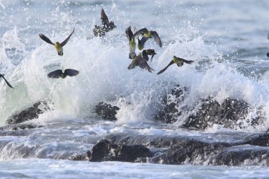 Ak karınlı yeşil-güvercin (Treron sieboldii) sürüler içinde Japonya