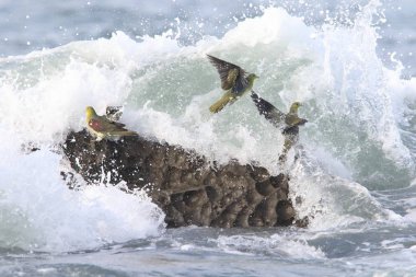 Ak karınlı yeşil-güvercin (Treron sieboldii) sürüler içinde Japonya