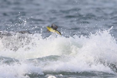 Ak karınlı yeşil-güvercin (Treron sieboldii) sürüler içinde Japonya