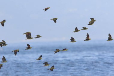 Ak karınlı yeşil-güvercin (Treron sieboldii) sürüler içinde Japonya