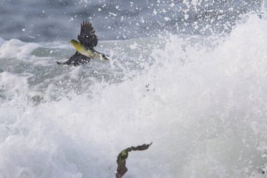 Ak karınlı yeşil-güvercin (Treron sieboldii) sürüler içinde Japonya