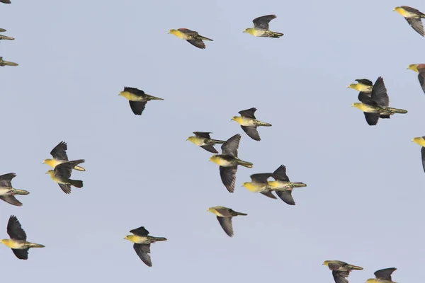 White Bellied Green Pigeon Treron Sieboldii Flocks Japan — Stock Photo, Image