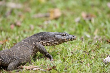 Ortak su monitör (Varanus salvator macromaculatus) sabah, Borneo, Malezya