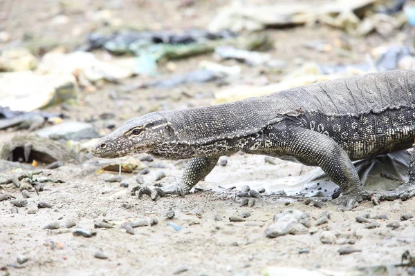 Common Water Monitor Varanus Salvator Macromaculatus Sabah Borneo Malaysia — Stock Photo, Image