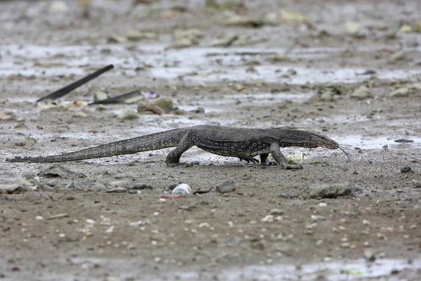 Common Water Monitor Varanus Salvator Macromaculatus Sabah Borneo Malaysia — Stock Photo, Image