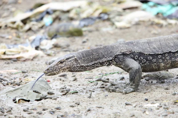 Common Water Monitor Varanus Salvator Macromaculatus Sabah Borneo Malaysia — Stock Photo, Image