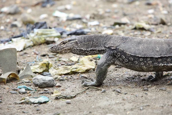 Common Water Monitor Varanus Salvator Macromaculatus Sabah Borneo Malaysia — Stock Photo, Image