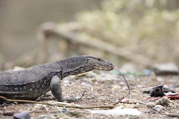 Common Water Monitor Varanus Salvator Macromaculatus Sabah Borneo Malaysia — Stock Photo, Image