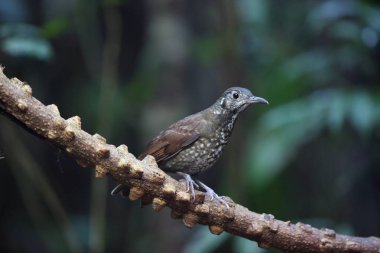 Dalat, Vietnam için karanlık taraflı ardıç (Zoothera marginata)