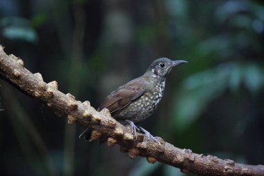 Dalat, Vietnam için karanlık taraflı ardıç (Zoothera marginata)
