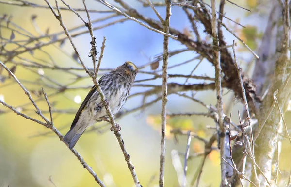 Serin Montaña Serin Indonesio Chrysocorythus Estherae Parque Nacional Lore Lindu — Foto de Stock