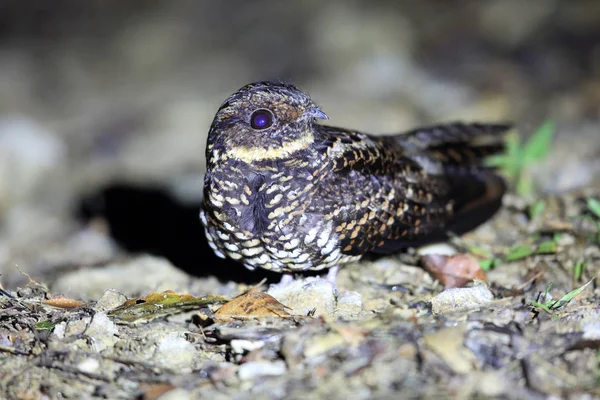 悪魔ヨタカやハインリッヒのヨタカ Eurostopodus Diabolicus の伝承ローレリンドゥ国立公園 インドネシア スラウェシ島 — ストック写真