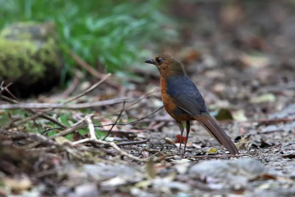 Geomalia Sulawesi Montanha Tordo Zoothera Heinrichi Lore Lindu National Park — Fotografia de Stock