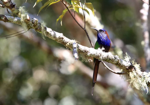 紫ひげを生やしたハチクイまたはセレベス ハチクイ Meropogon Forsteni の伝承ローレリンドゥ国立公園 インドネシア スラウェシ島 — ストック写真