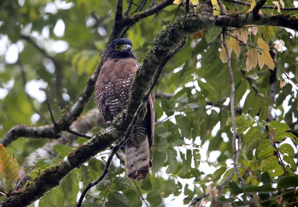 Águila Serpiente Sulawesi Spilornis Rufipectus Parque Nacional Lore Lindu Isla —  Fotos de Stock