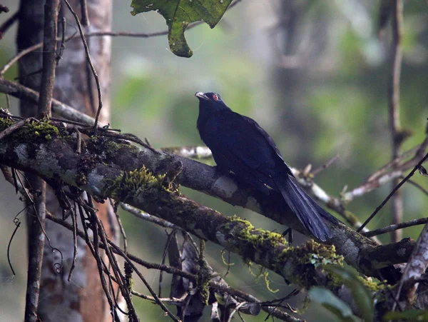 Koel Pico Negro Eudynamys Melanorhynchus Parque Nacional Lore Lindu Sulawesi —  Fotos de Stock