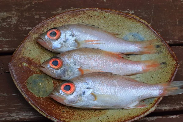 Seabass Rosado Doederleinia Berycoides Japón —  Fotos de Stock