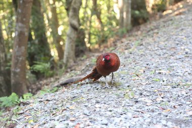 Güney Kyushu, Japonya'da sülün (Syrmaticus soemmerringii ijimae) erkek bakır