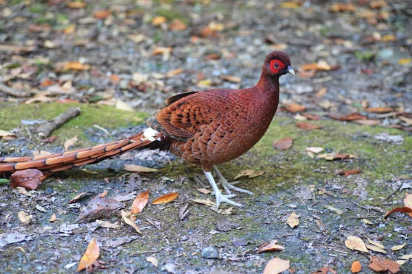 Faisán Cobre Syrmaticus Soemmerringii Ijimae Macho Kyushu Del Sur Japón — Foto de Stock