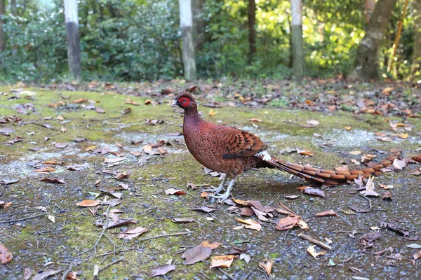 Copper Pheasant Syrmaticus Soemmerrringii Ijimae Male South Kyushu Japan — стоковое фото