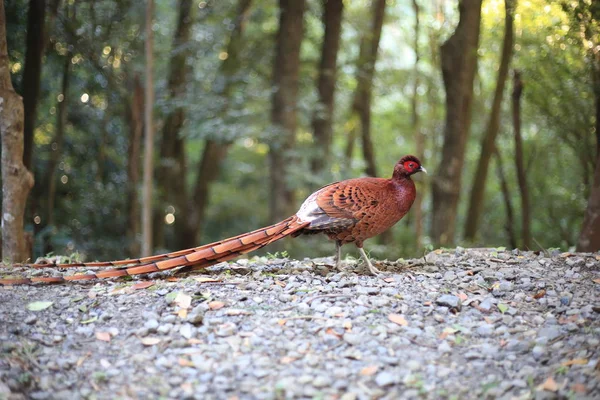 Copper Pheasant Syrmaticus Soemmerrringii Ijimae Male South Kyushu Japan — стоковое фото