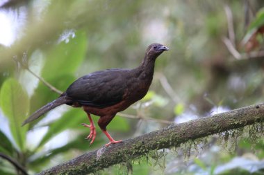 Ekvator orak kanatlı guan (Chamaepetes goudotii)