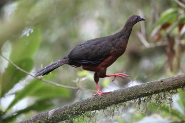 Ekvator orak kanatlı guan (Chamaepetes goudotii)