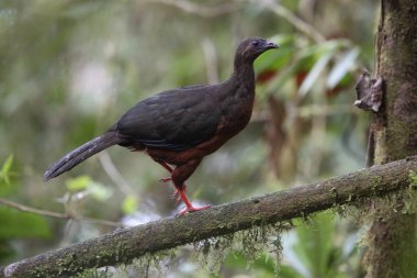 Ekvator orak kanatlı guan (Chamaepetes goudotii)
