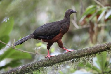 Ekvator orak kanatlı guan (Chamaepetes goudotii)