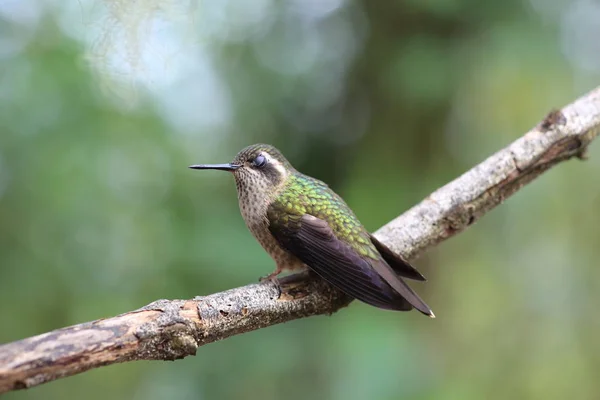 Colibri Moucheté Adelomyia Melanogenys Équateur — Photo