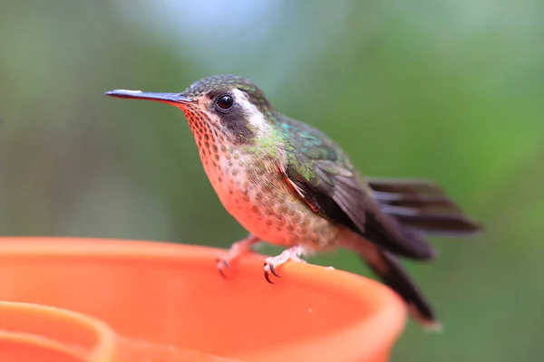 Speckled Hummingbird Adelomyia Melanogenys Ecuador — Stock Photo, Image