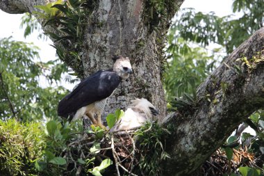 Harpy kartal (Harpia harpyja) Ekvador, Güney Amerika