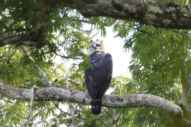Harpy kartal (Harpia harpyja) Ekvador, Güney Amerika