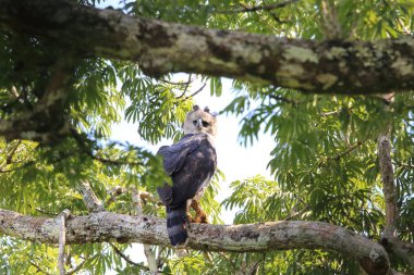 Harpy kartal (Harpia harpyja) Ekvador, Güney Amerika