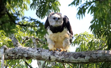 Harpy kartal (Harpia harpyja) Ekvador, Güney Amerika