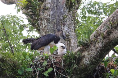Harpy kartal (Harpia harpyja) Ekvador, Güney Amerika
