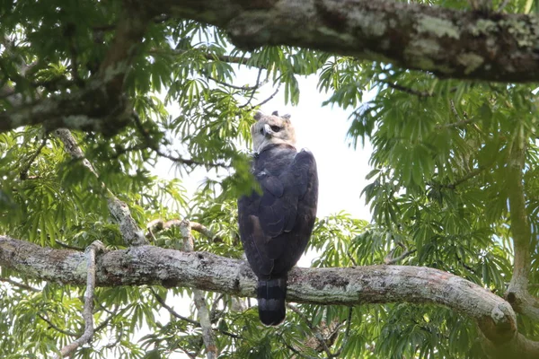 Harfenadler Harpia Harpyja Ecuador Südamerika — Stockfoto