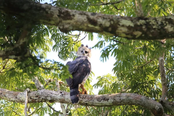 Harfenadler Harpia Harpyja Ecuador Südamerika — Stockfoto