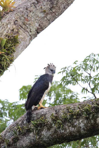 Harfenadler Harpia Harpyja Ecuador Südamerika — Stockfoto