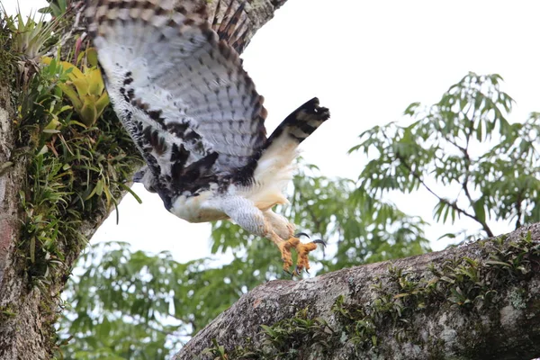 Harpy Eagle Harpyja Harpyja 在厄瓜多尔 南美洲 — 图库照片