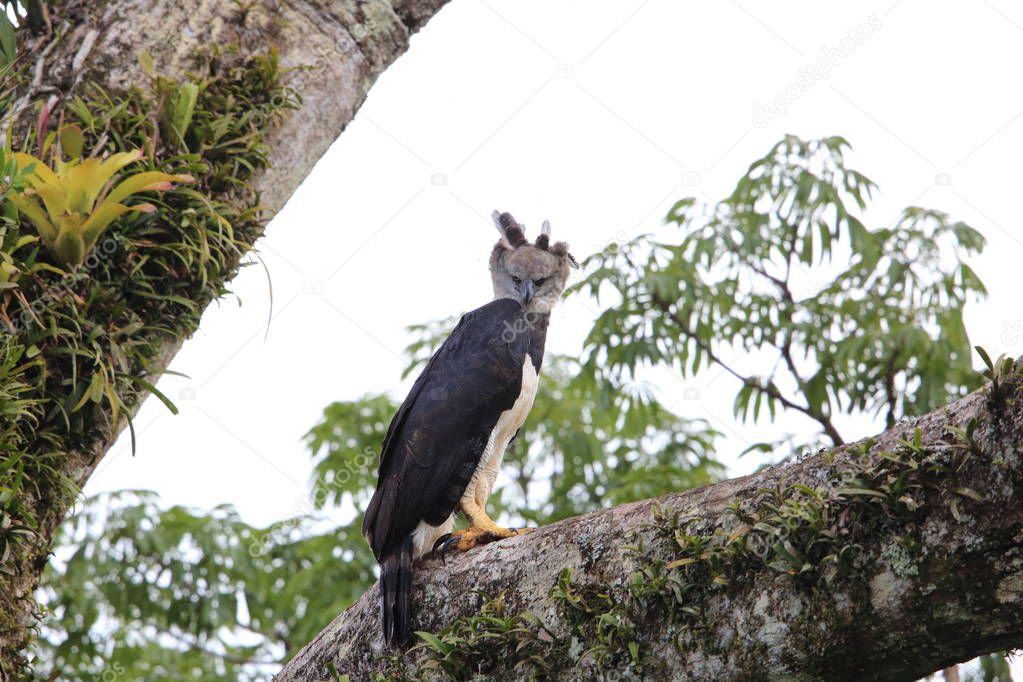 Harpy Eagle (Harpia harpyja) in Ecuador, south America