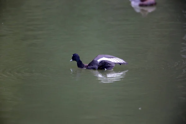 Baer Pochard Oder Sibirischer Pochard Oder Sibirischer White Eye Aythya — Stockfoto