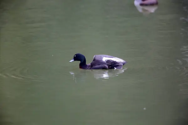 Pochard Baer Pochard Sibérie Blanc Oeil Sibérie Aythya Baeri Mâle — Photo